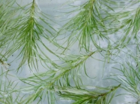 中草药大全―鹿角草