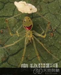 基因变异诞生奇特的“笑脸蜘蛛”（图）