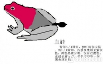 南美洲突现食人蛙 澳洲青蛙吞食蛇鼠