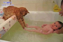 猫咪这么乖了吗