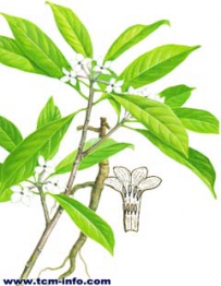 中草药大全―软皮树