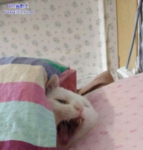 我不要起床！我不要上班！