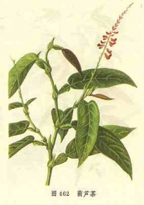 中草药大全―葫芦茶