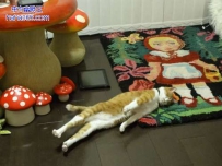 猫咪 你是在装死吗