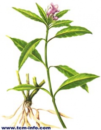 中草药大全―菜头肾