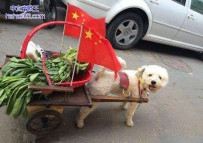 好爱国的狗狗