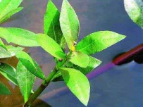 中草药大全―空心莲子草