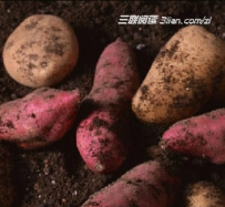 寒露前后留种地瓜的贮藏方法