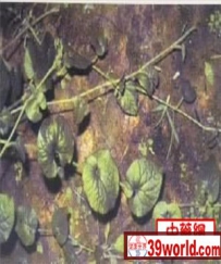 中草药大全―毛蒌