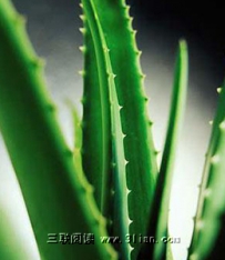 芦荟的养殖方法
