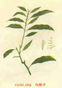 中草药大全―乌棒子