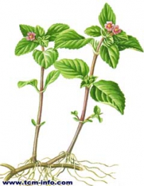 中草药大全―水茴香