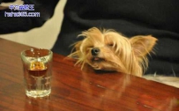 我还没醉，再给我来一杯！