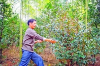 中国农村随处可见的树叶，日本人争相进口用作供奉