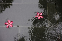 希望能体谅我有雨天，偶尔生气你都了解
