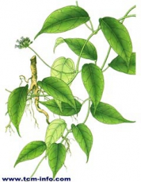 中草药大全―百灵草