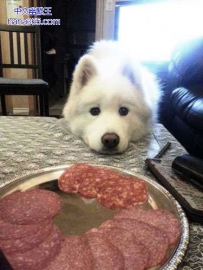 狗狗 你是饿了吗