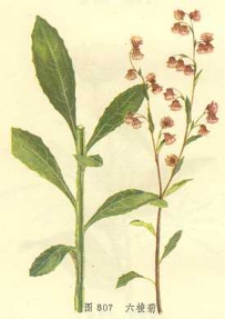 中草药大全―六棱菊