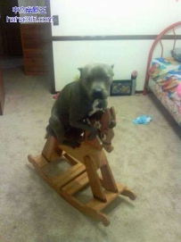 狗狗玩木马