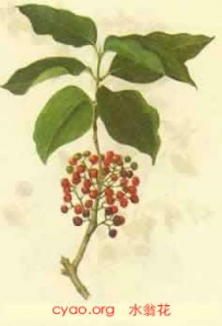 中草药大全―水翁花