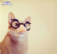 怪咖猫咪的个人写真（15张）