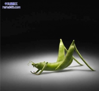 疯狂创意蔬菜（6张）
