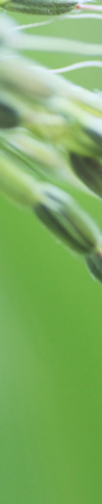 小满节气水稻的管理要素