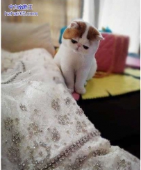 这难道是麻麻给我缝制的嫁衣