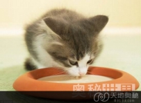 猫的饮水方式比狗更加高效可行（图）