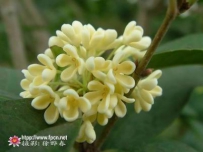 中草药大全―桂花