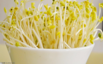 黑豆芽苗菜温室高产技术