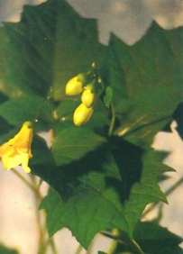 中草药大全―黄山梅