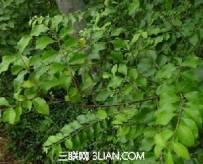 山指甲的功效与作用