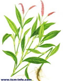 中草药大全―蚕茧草