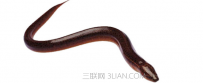 黄鳝怎样养才不会死