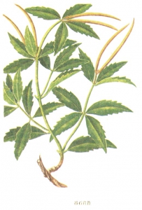 中草药大全―石吊兰