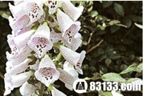 在你身边：十大可能致命有毒观赏植物