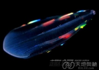 新研究提出栉水母或是地球动物祖先