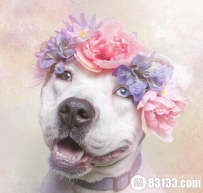 画面太美不敢看 流浪犬戴花环显温柔