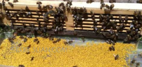 蜜蜂养殖