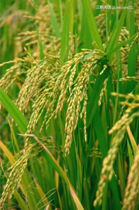 秋分前后晚稻要预防“寒露风”