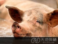 动物奇闻：猪性高潮持续30分钟