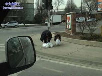 听话的狗狗 你想要吗