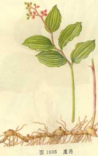 中草药大全―鸭舌草