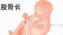 股骨长是什么意思