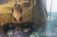 2.4米眼睛王蛇占村屋被捕