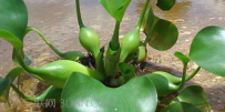 水葫芦是什么植物