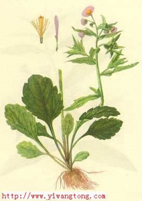 中草药大全―一年蓬