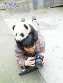 熊猫君，你又调皮了