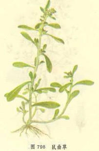 中草药大全―鼠曲草